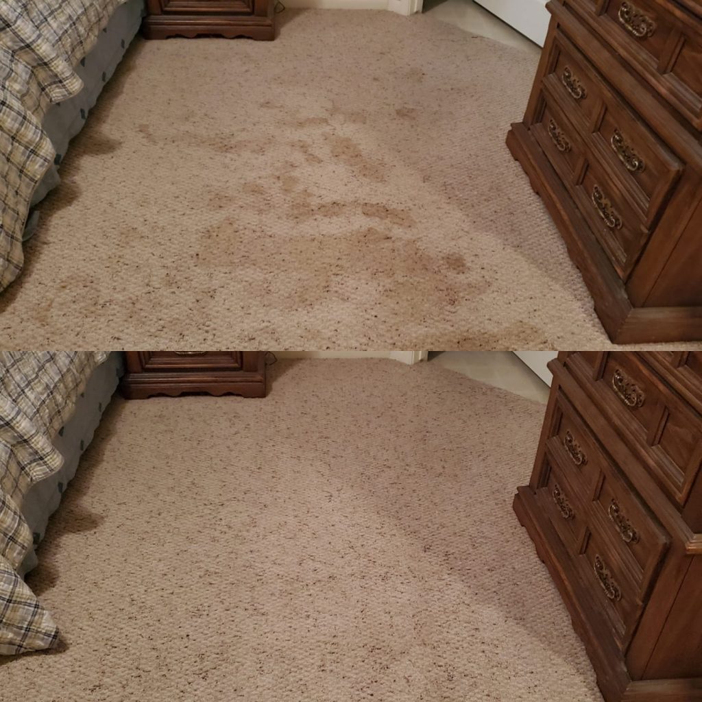 pet stain removal from carpets